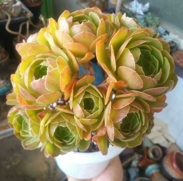 慢生活轻阅读,慢生活完整