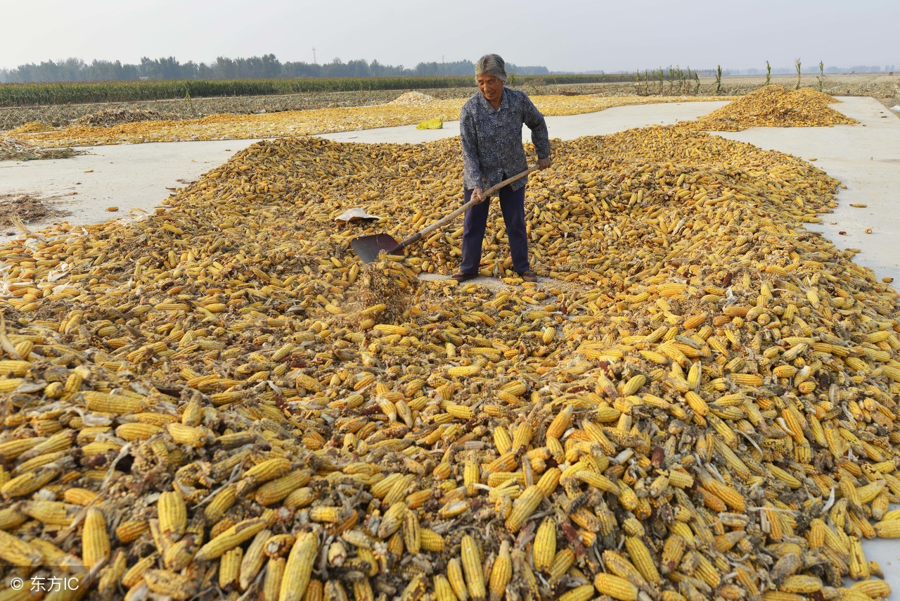 玉米收获后下雨怎么保存,玉米收获季为什么会发霉