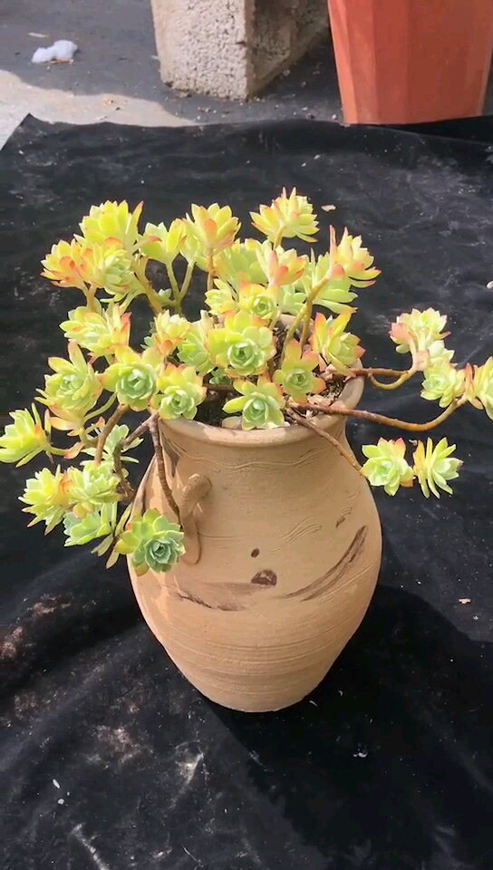 慢生活轻阅读,慢生活完整