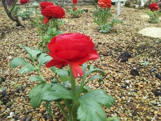 家庭玫瑰养殖方法和注意事项,家庭插花玫瑰怎么养才会爆花