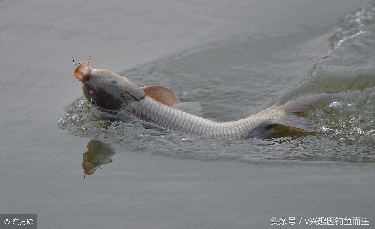 钓到大鱼不想爆竿怎么办,钓到大鱼钓不上来怎么办