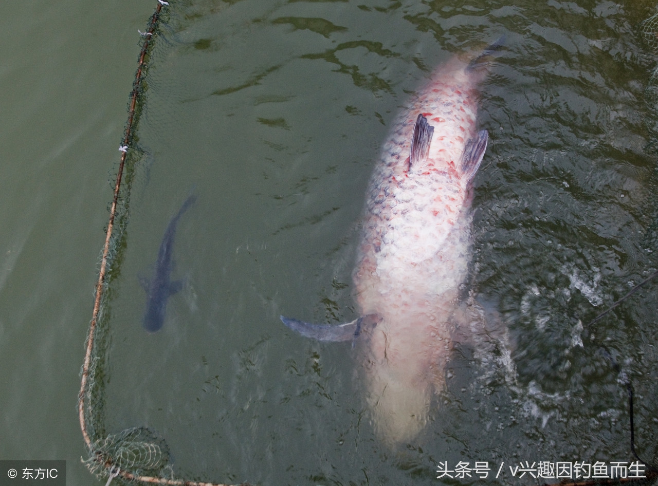 钓到大鱼不想爆竿怎么办,钓到大鱼钓不上来怎么办