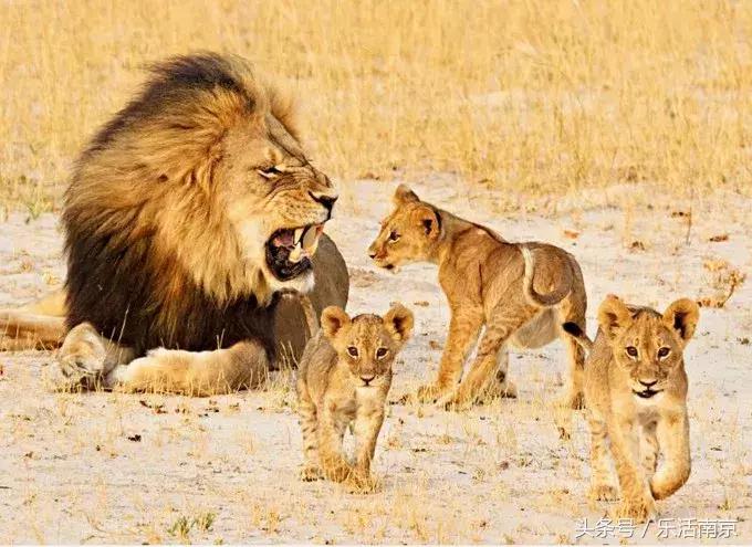 73个免签落地签国家和地区 (南京免签落地签)