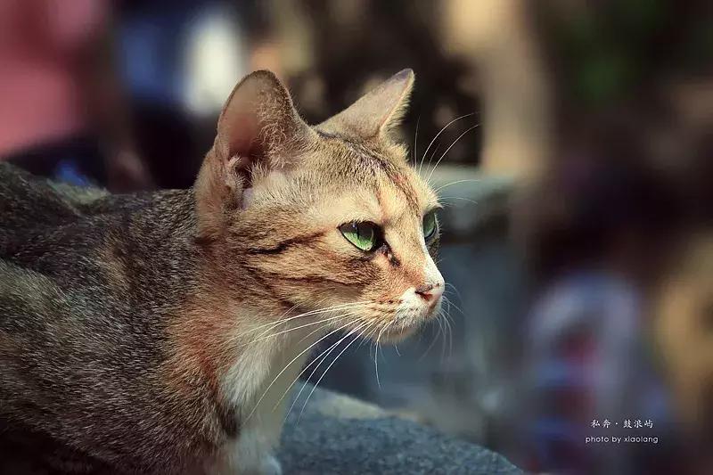 厦门鼓浪屿吃喝玩乐全攻略,鼓浪屿旅游美食全攻略