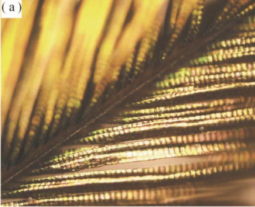 爱美之心皆有之,爱美之心人皆有之