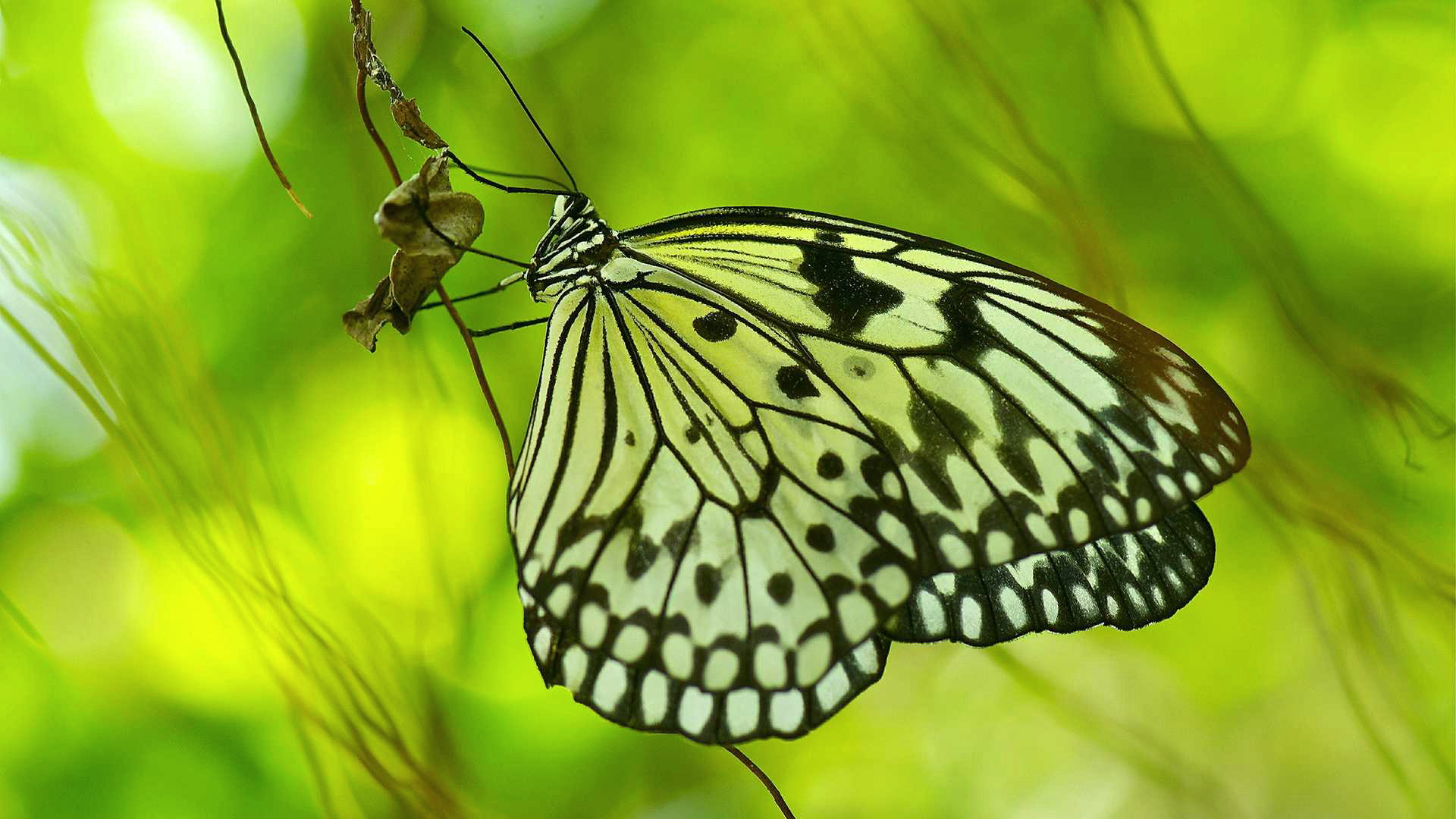 怎么消除小孩对虫子的恐惧,怎么帮孩子克服怕虫子的心理