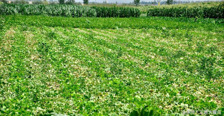 朔州民歌视频,山西朔州民歌大全