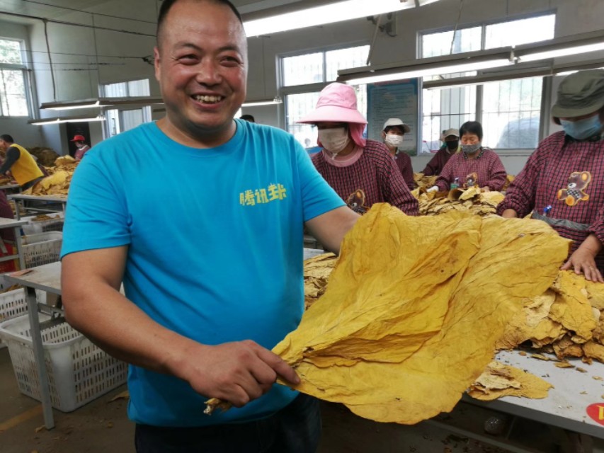 襄城烟农喜售黄金叶,笑庆农民丰收节