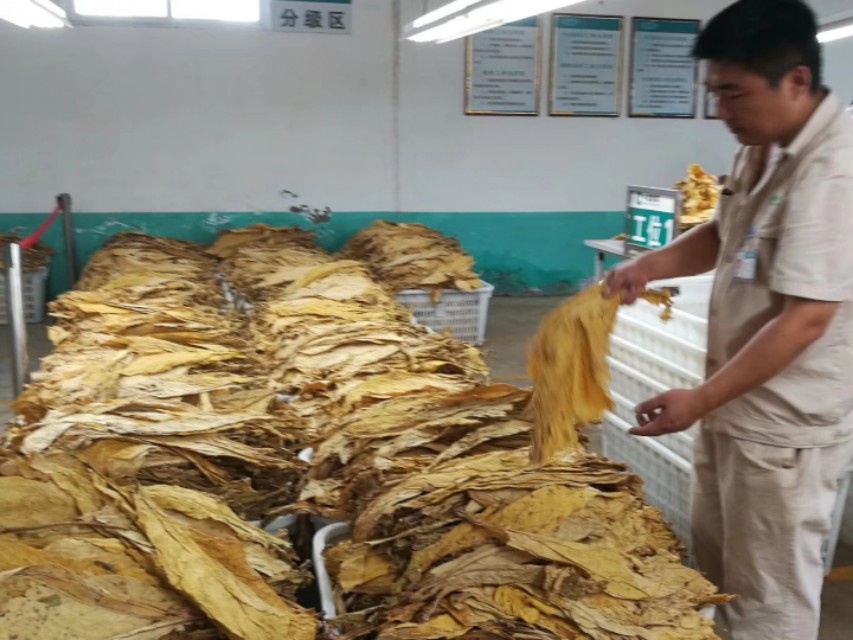 襄城烟农喜售黄金叶,笑庆农民丰收节