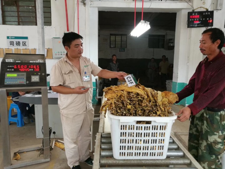 襄城烟农喜售黄金叶,笑庆农民丰收节