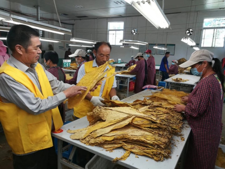 襄城烟农喜售黄金叶,笑庆农民丰收节