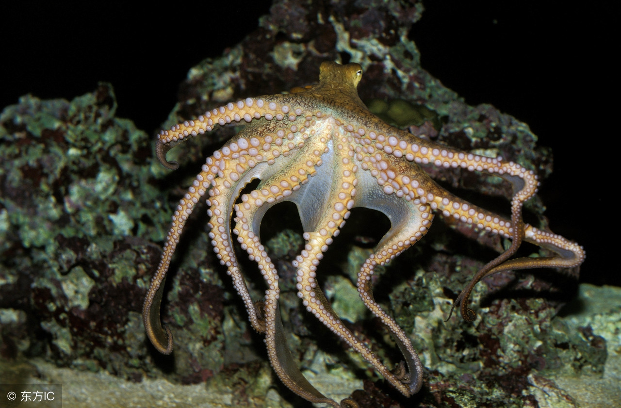 路由器wifi的最高速度,路由器级联方式影响速度吗