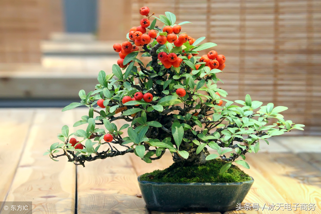 农村人吃野菜吃野果,农村人吃野菜野果