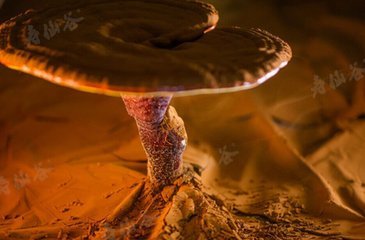 怎么鉴别灵芝孢子粉好坏,怎么判断灵芝正宗孢子粉质量