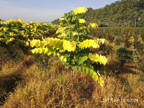 浙江长兴苗木展会,2020中国长兴苗木大会