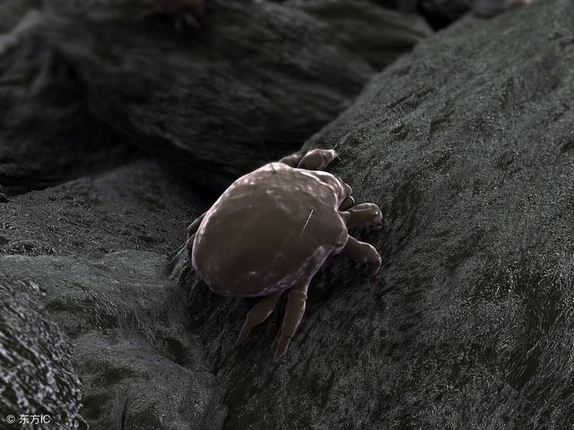 后背螨虫的症状和治疗方法,螨虫爬过皮肤的症状