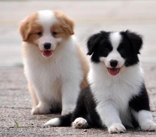 边牧怎么洗澡洗得干净,一个半月的边牧可以洗澡吗