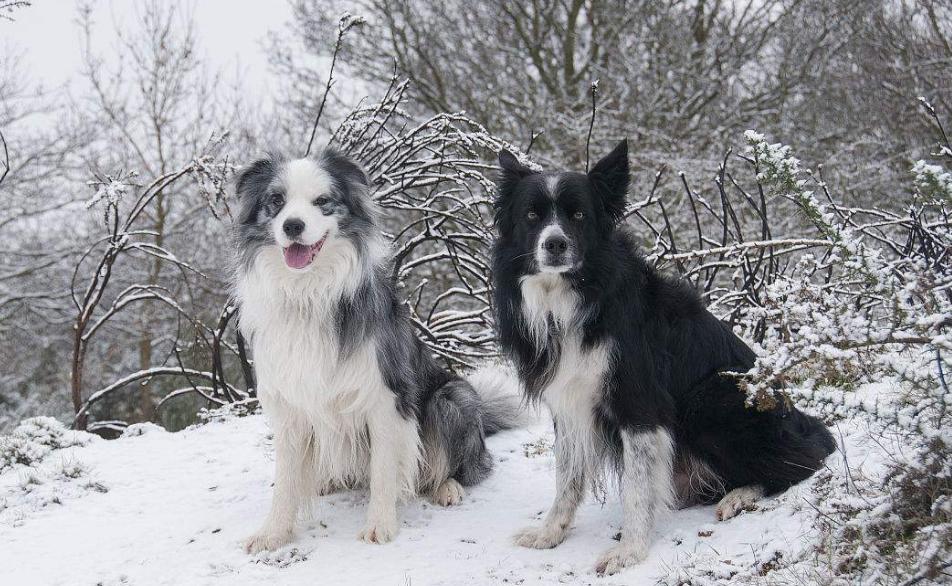 边牧怎么洗澡洗得干净,一个半月的边牧可以洗澡吗