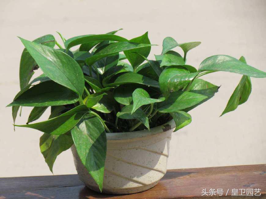 绿萝叶子发黄怎么办要剪掉吗,绿萝叶发黄绿萝多少时间浇一次水