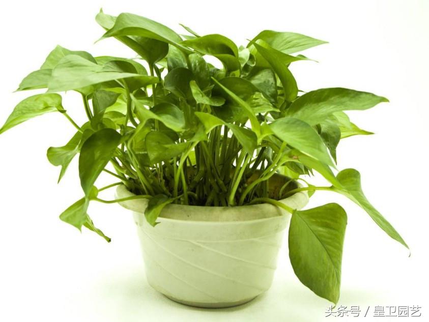 绿萝叶子发黄怎么办要剪掉吗,绿萝叶发黄绿萝多少时间浇一次水