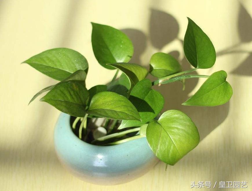 绿萝叶子发黄怎么办要剪掉吗,绿萝叶发黄绿萝多少时间浇一次水