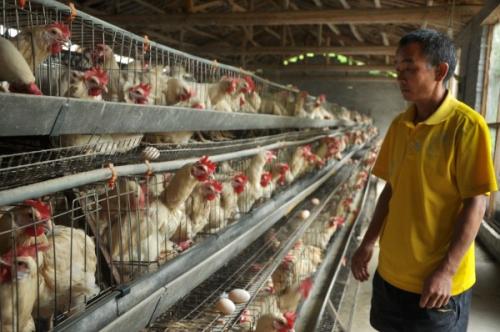 养鸡鸡爪发软是什么原因,鸡爪破裂流血是怎么回事