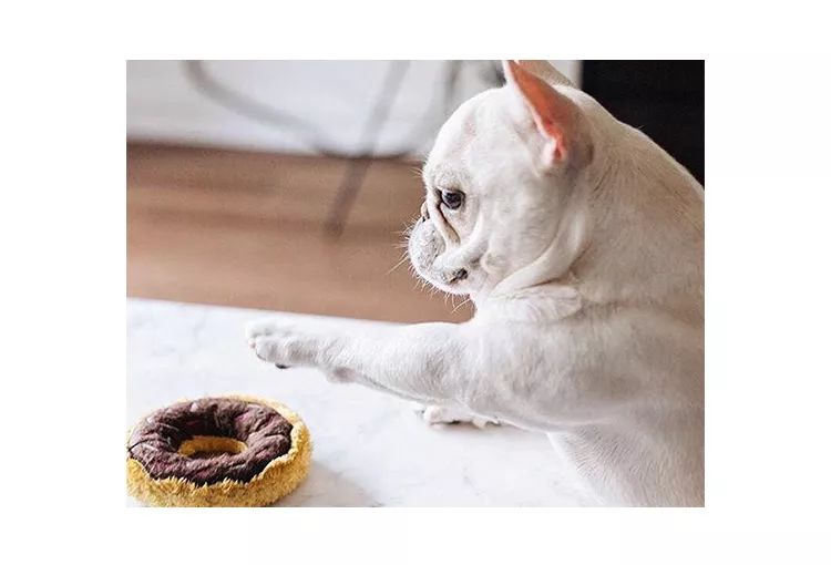 法斗幼崽怎么养,法斗幼犬喂养指南