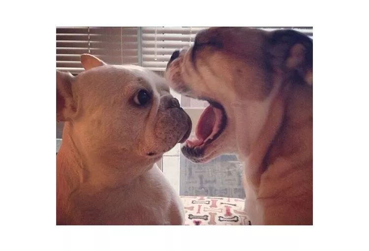 法斗幼崽怎么养,法斗幼犬喂养指南