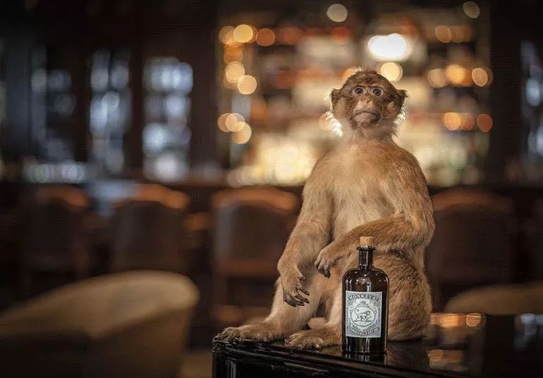 微醺｜“爬梯”落幕、酒劲儿未散，GIN迷去哪续火？