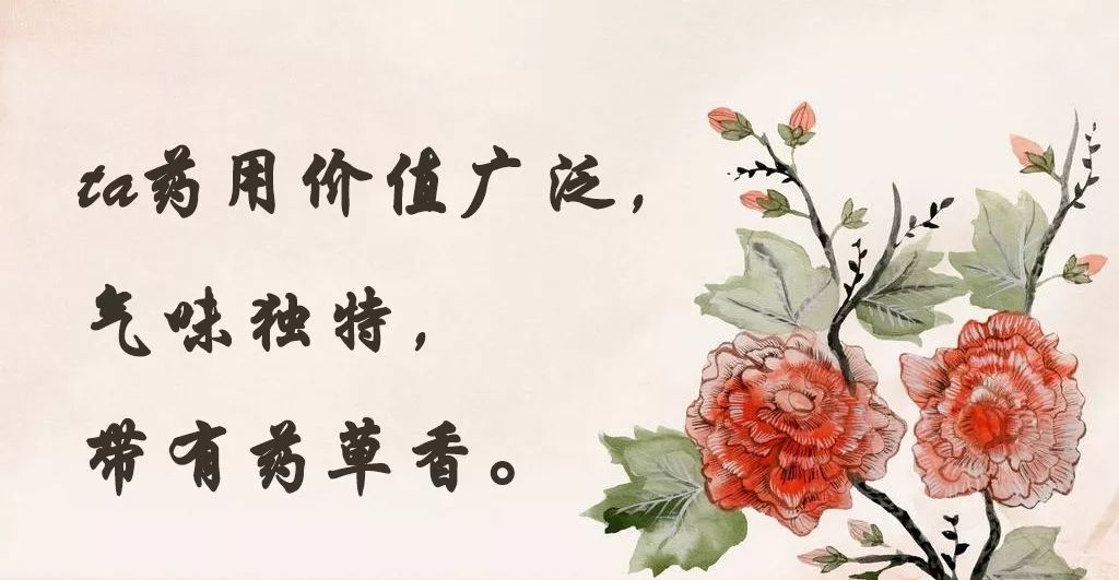 「百草园」第一次世界大战中的功臣消毒剂——百里香（七十五）