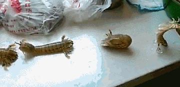 腰膝酸痛陈李济,陈李济舒筋健腰丸治疗腰间盘突出