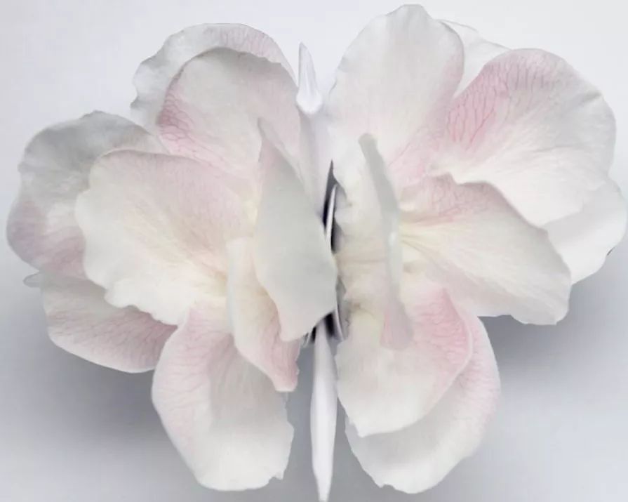 每天折一个千纸鹤,每天折一只纸鹤