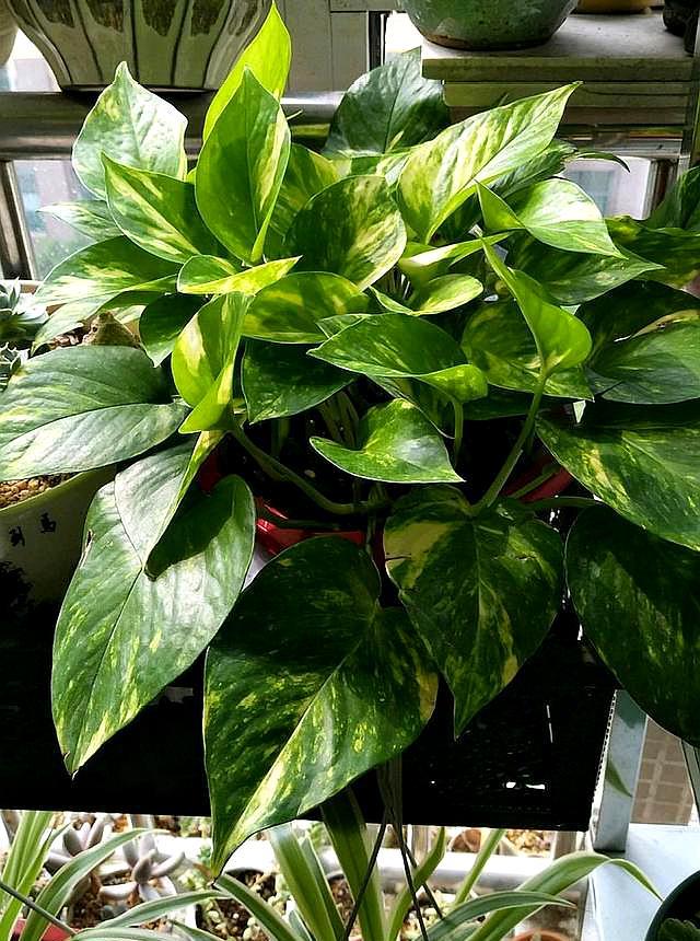 用水养绿萝怎么才能长得更旺盛,水养绿萝怎么才能长得旺盛