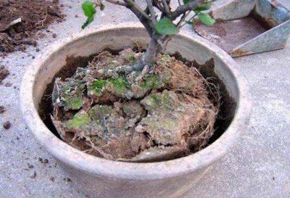 浇花如何防止土板结,浇花怕落水