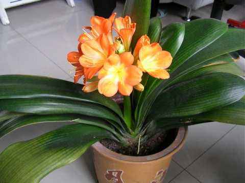 浇花如何防止土板结,浇花怕落水