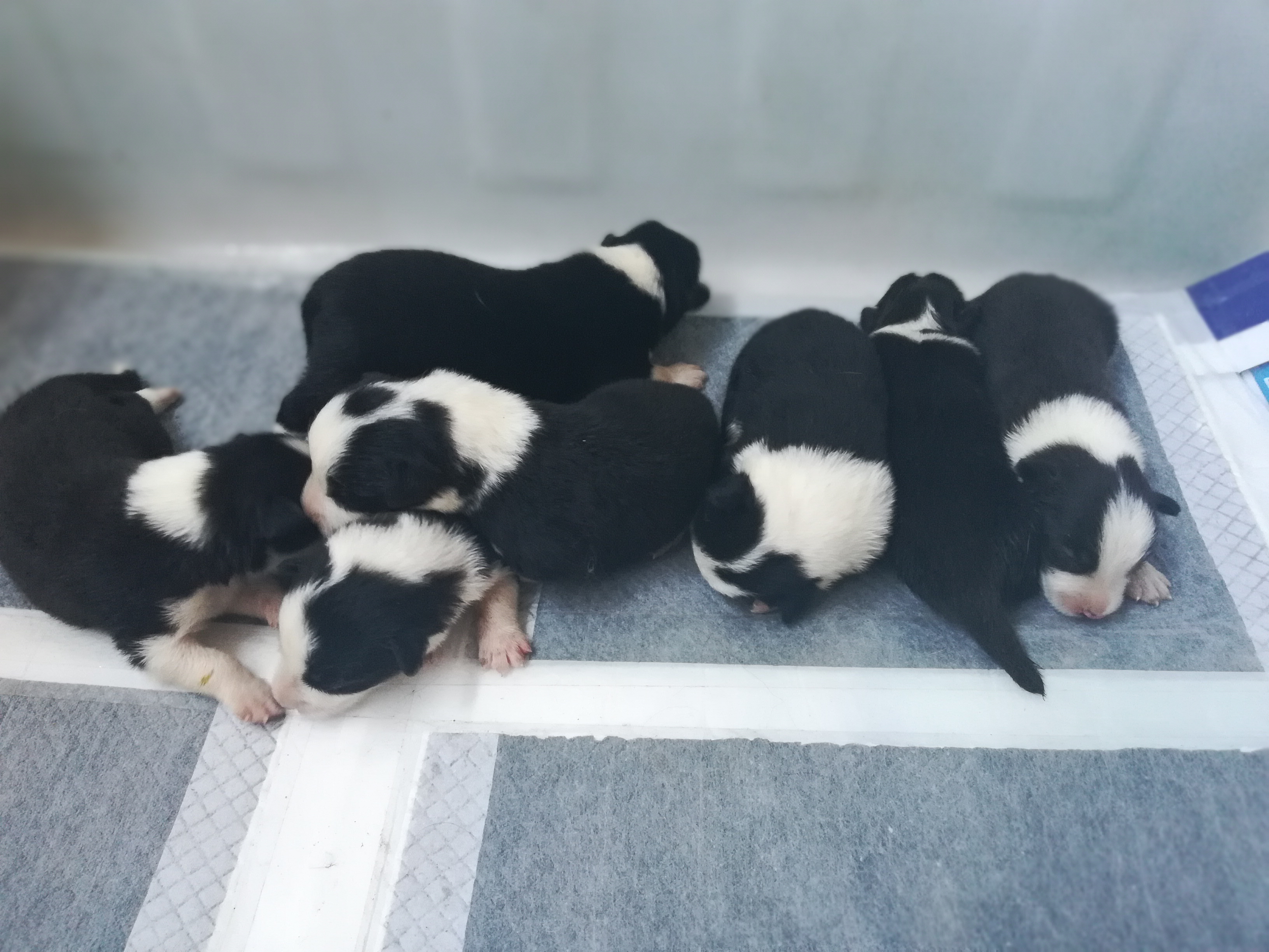 马犬幼犬价格边境牧羊犬,黄白黑花边境牧羊犬幼犬