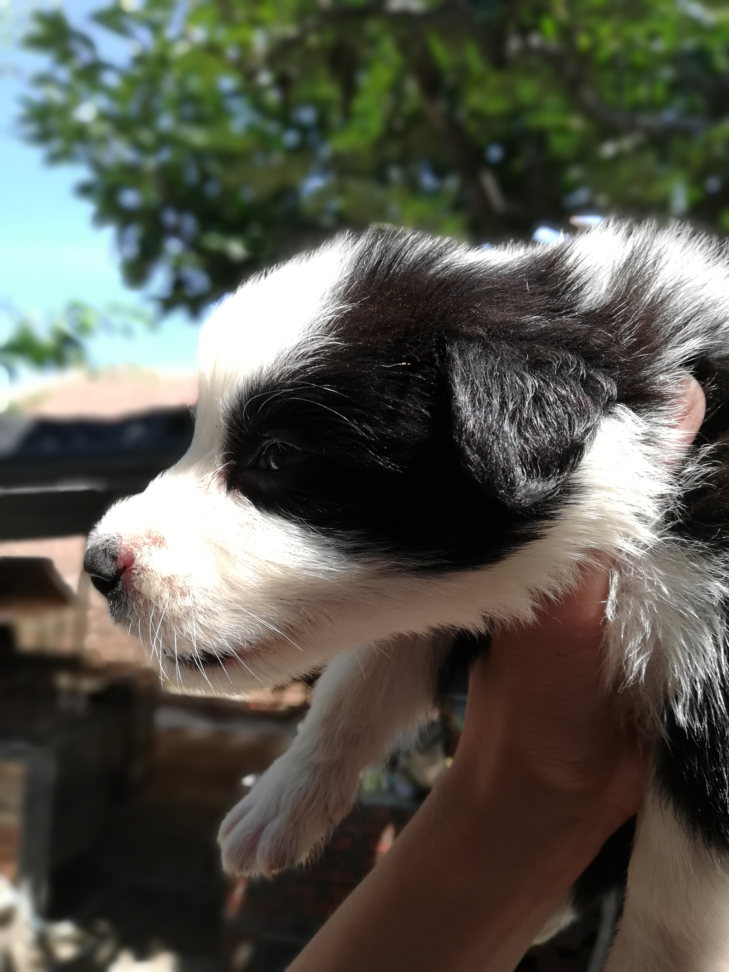 马犬幼犬价格边境牧羊犬,黄白黑花边境牧羊犬幼犬
