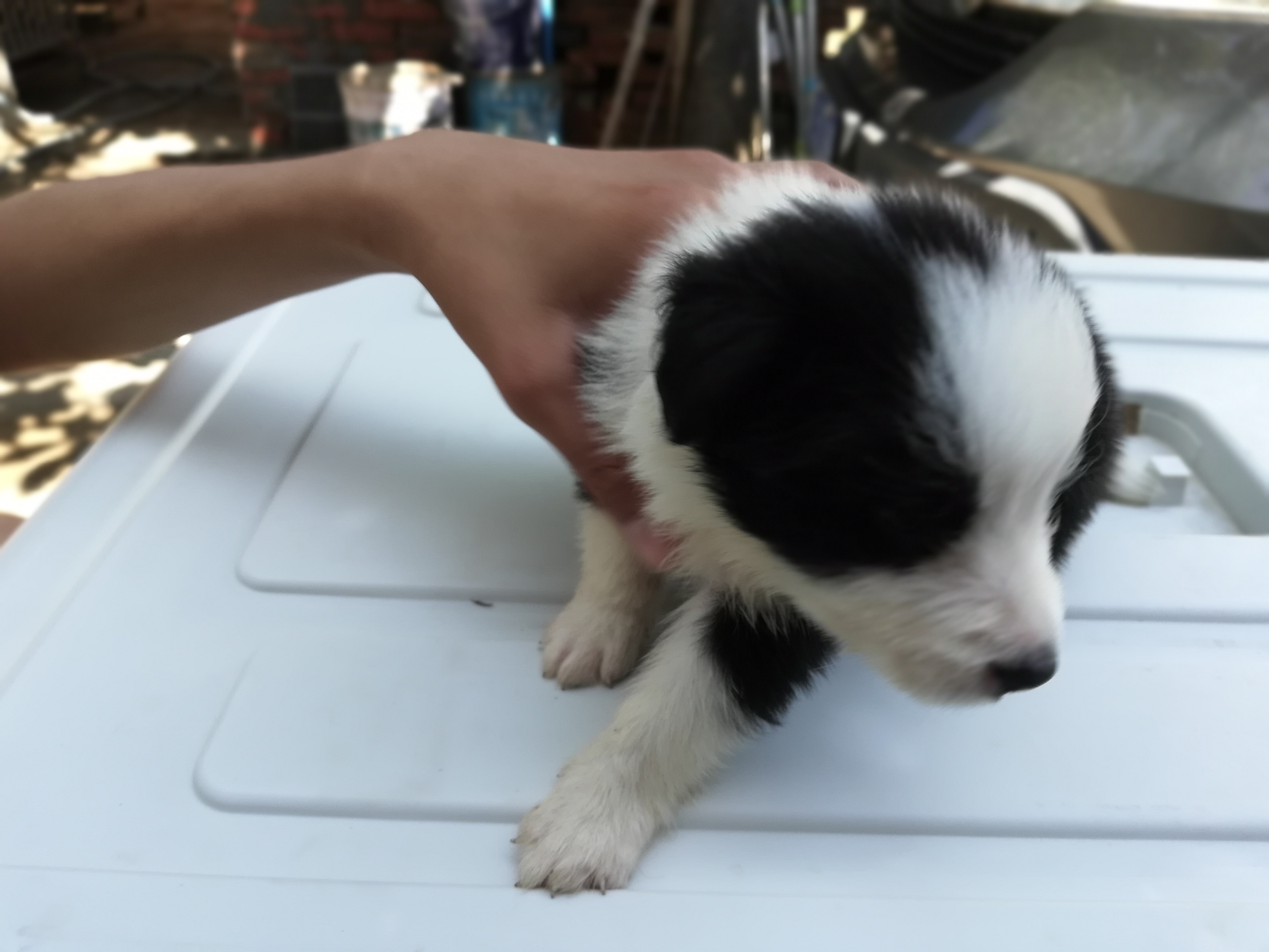 马犬幼犬价格边境牧羊犬,黄白黑花边境牧羊犬幼犬
