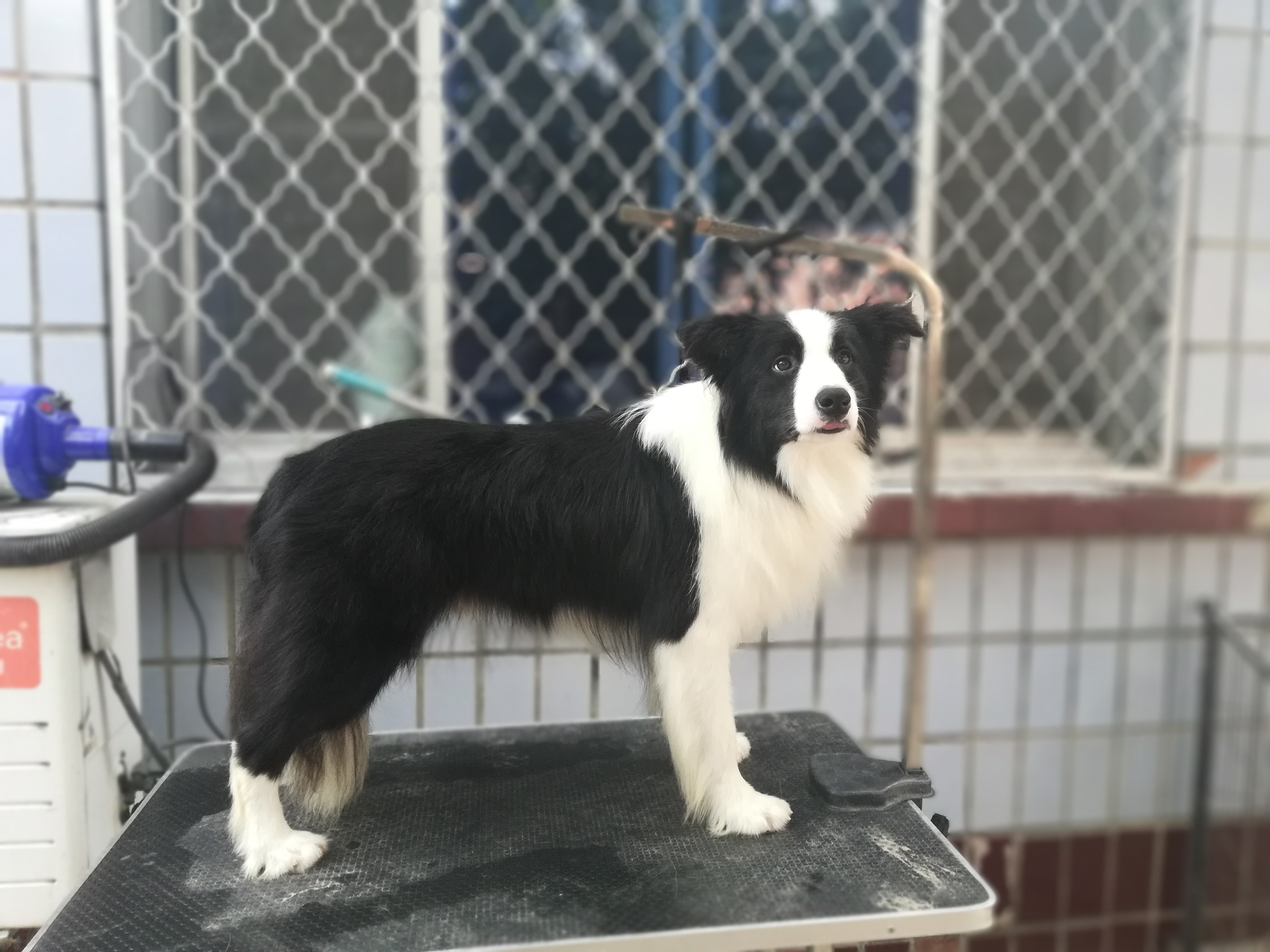 马犬幼犬价格边境牧羊犬,黄白黑花边境牧羊犬幼犬