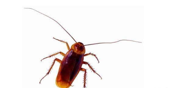 蟑螂怎么消灭最有效的办法,全网最有效消灭蟑螂的方法