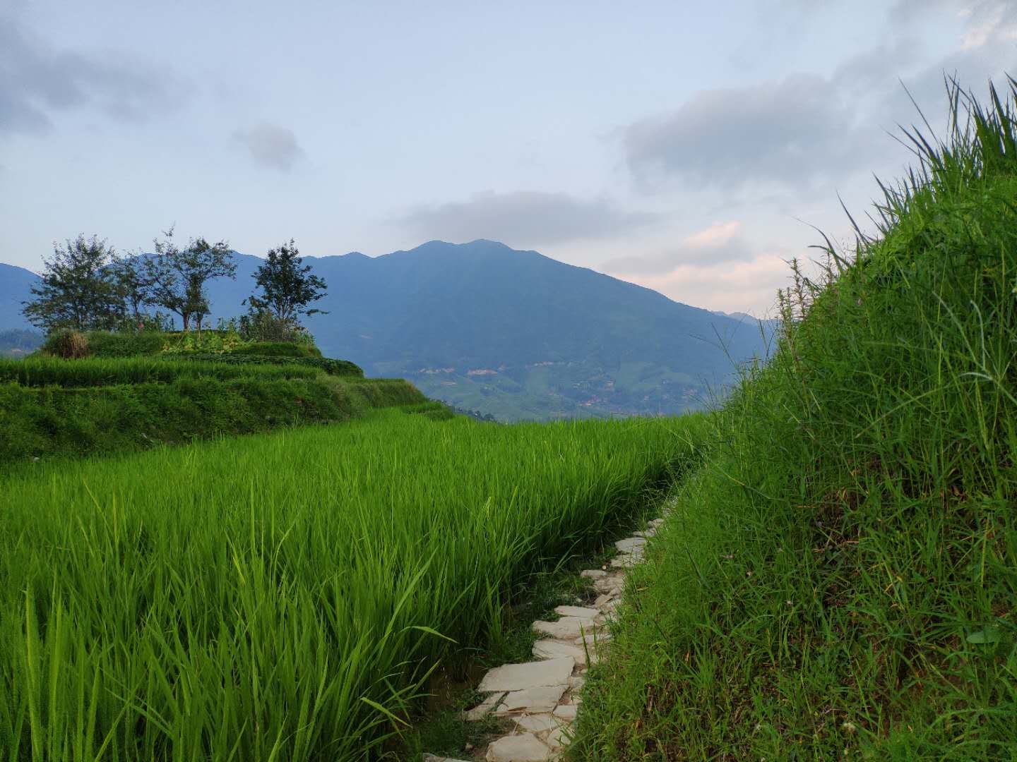 醉美广西龙胜梯田,广西秋天的龙脊梯田