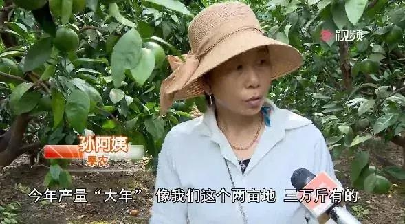 苏州东西山的橘子采摘时间,苏州东山免费摘橘子攻略