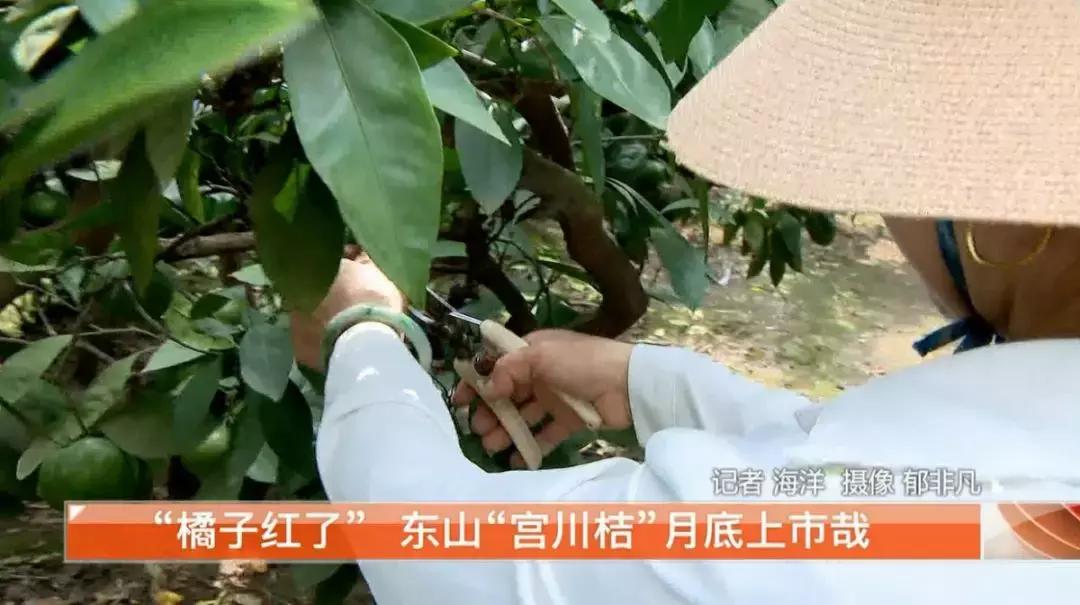 苏州东西山的橘子采摘时间,苏州东山免费摘橘子攻略