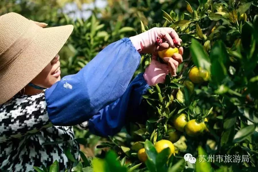 苏州东西山的橘子采摘时间,苏州东山免费摘橘子攻略