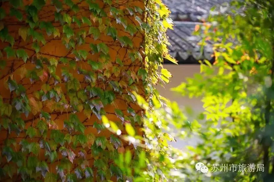 苏州东西山的橘子采摘时间,苏州东山免费摘橘子攻略