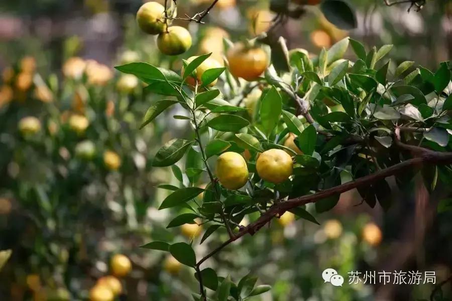 苏州东西山的橘子采摘时间,苏州东山免费摘橘子攻略