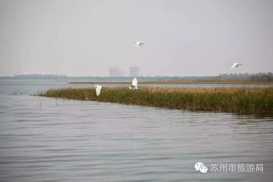 苏州东西山的橘子采摘时间,苏州东山免费摘橘子攻略