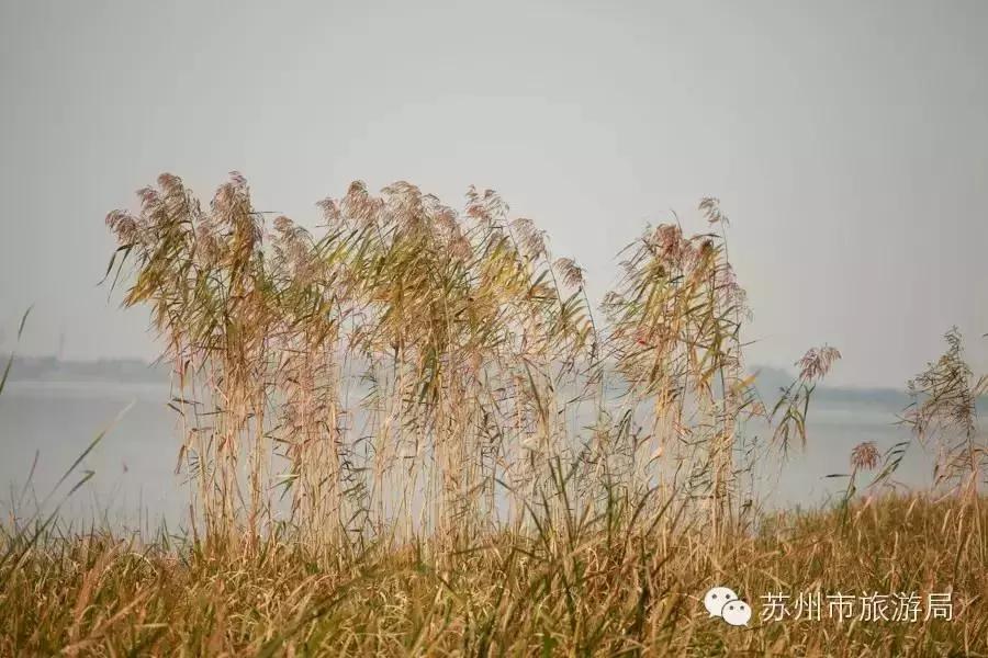 苏州东西山的橘子采摘时间,苏州东山免费摘橘子攻略