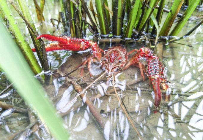 养殖项目养殖什么最好,前景比较好的10大养殖项目