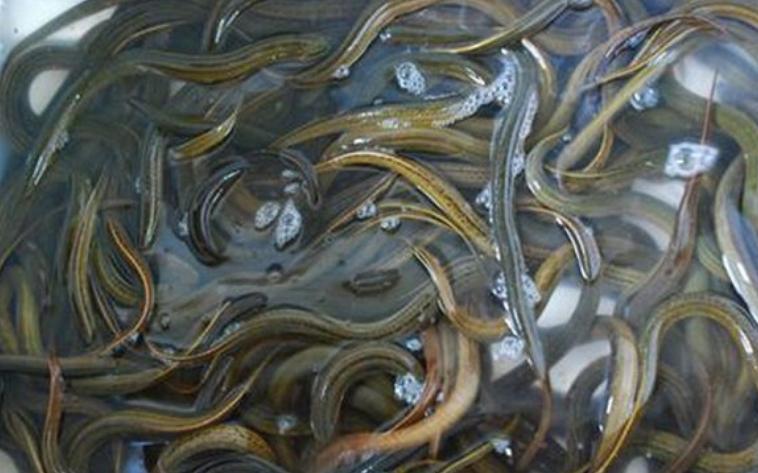 养殖项目养殖什么最好,前景比较好的10大养殖项目